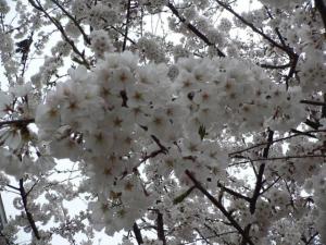 cherry-tree-flowers-small